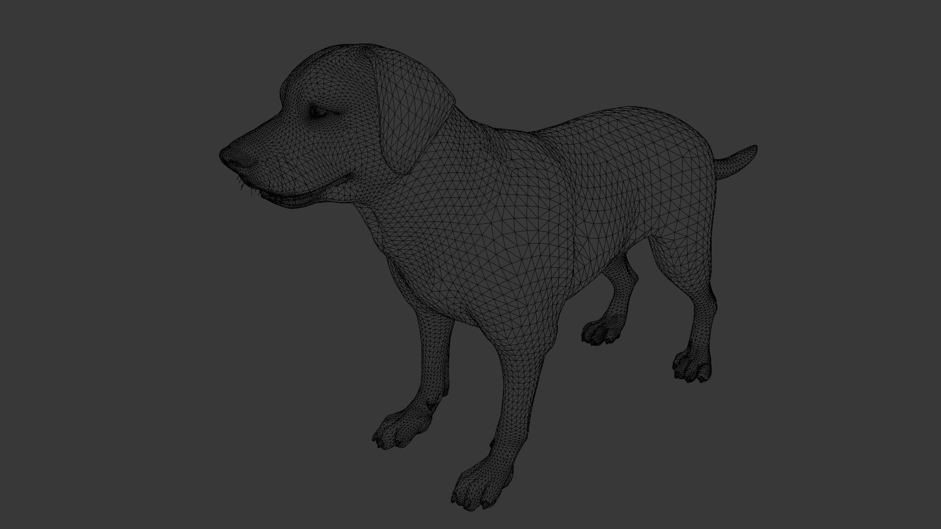 Dog Animated and Rigged Low-poly 3D model_13
