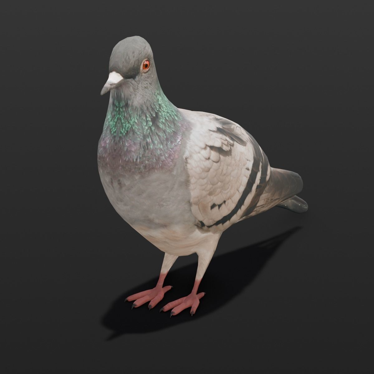 Pigeon Animated and Rigged Low-poly 3D model_11