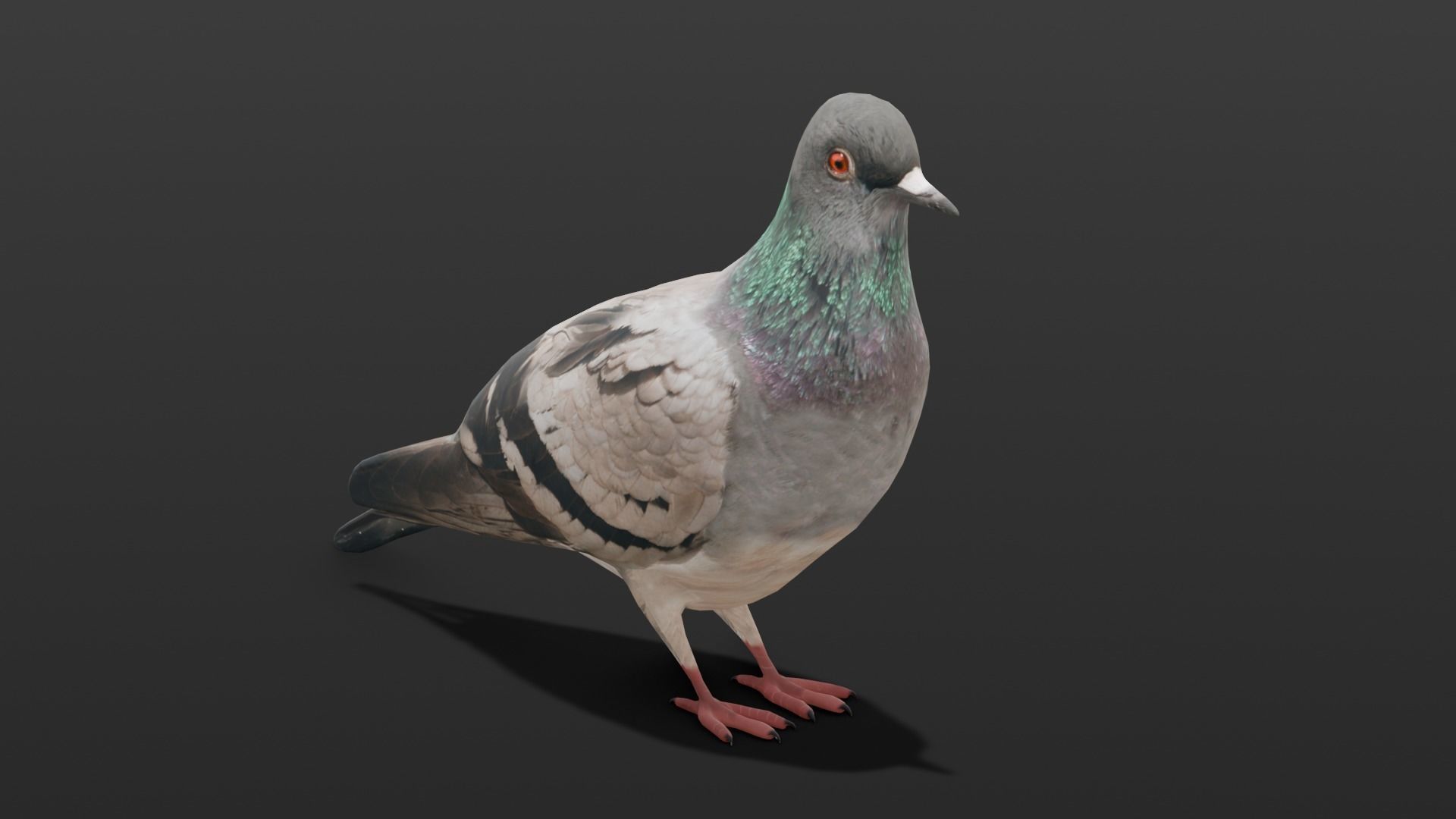 Pigeon Animated and Rigged Low-poly 3D model_19