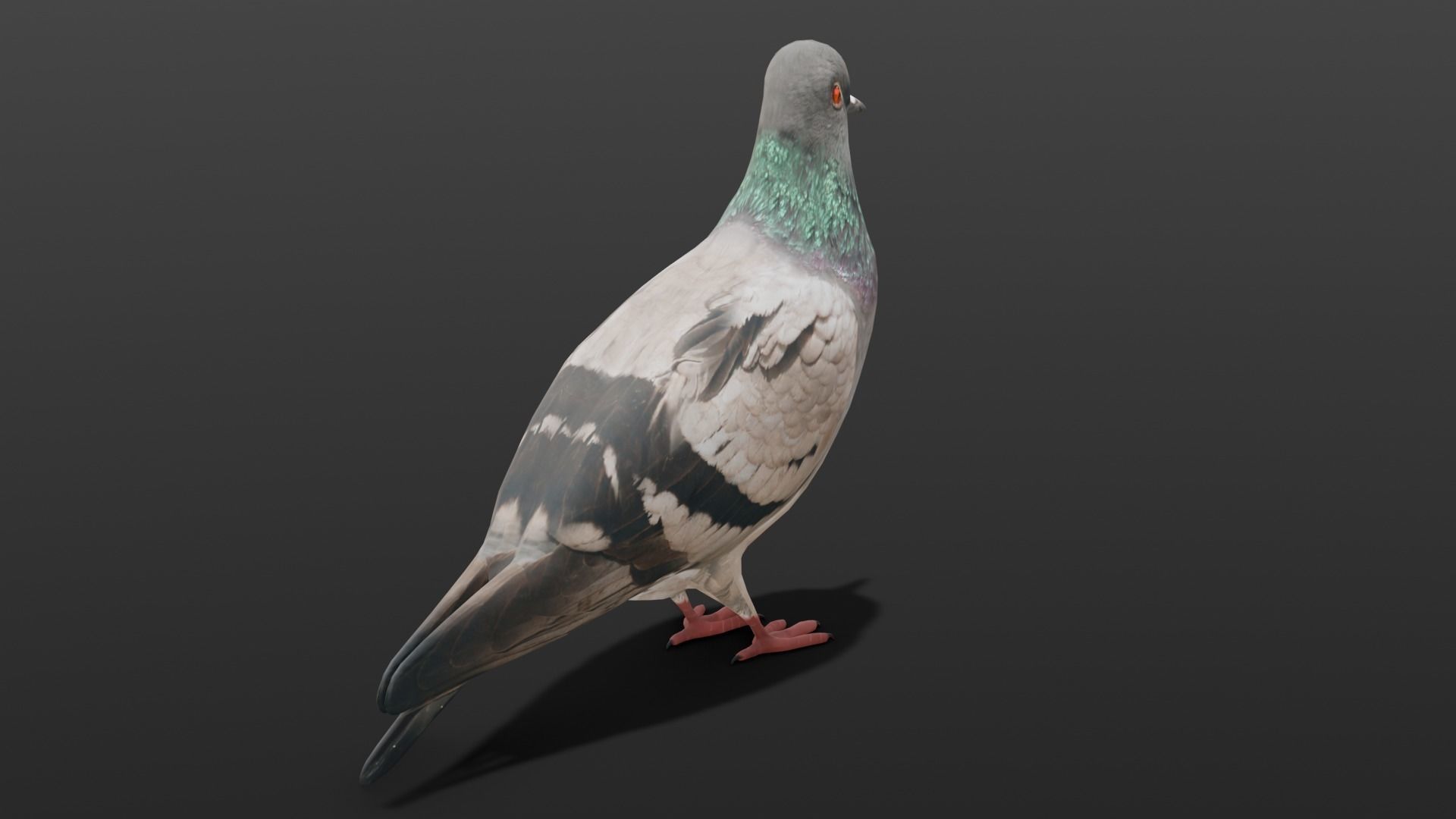 Pigeon Animated and Rigged Low-poly 3D model_5