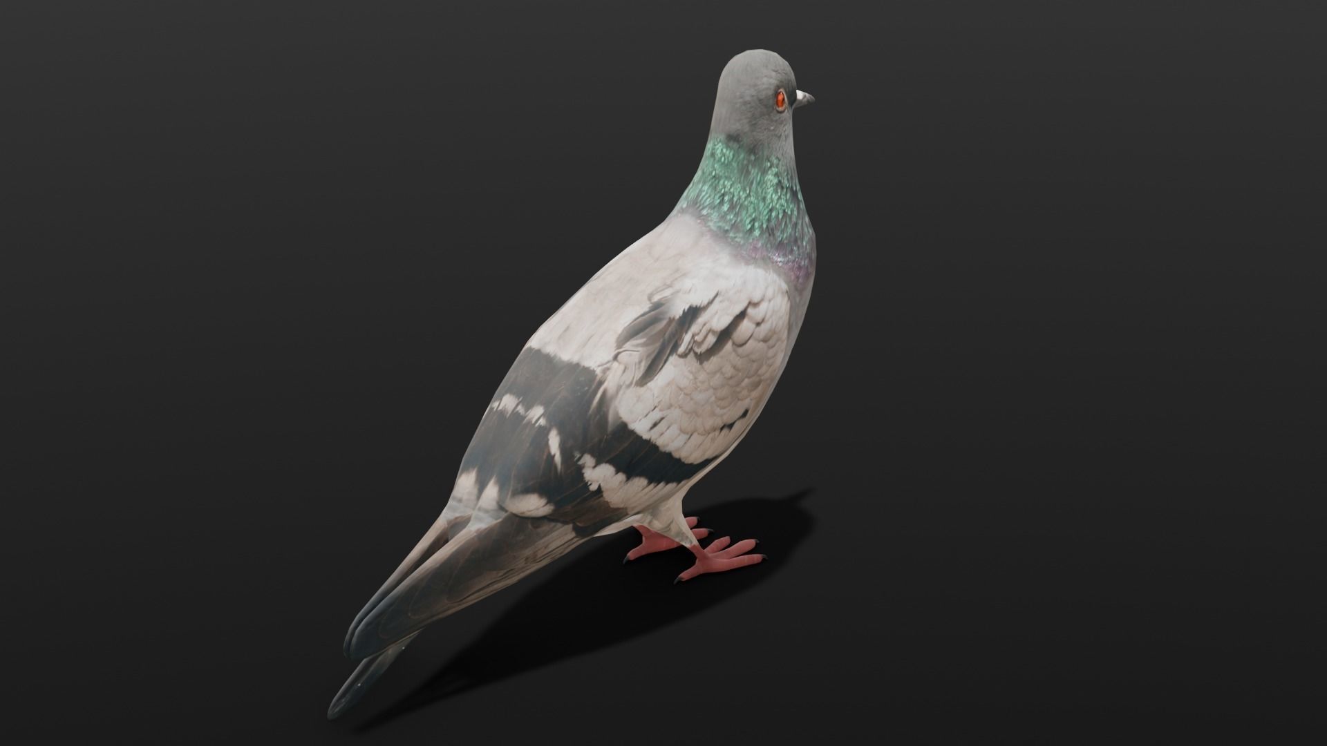 Pigeon Animated and Rigged Low-poly 3D model_3
