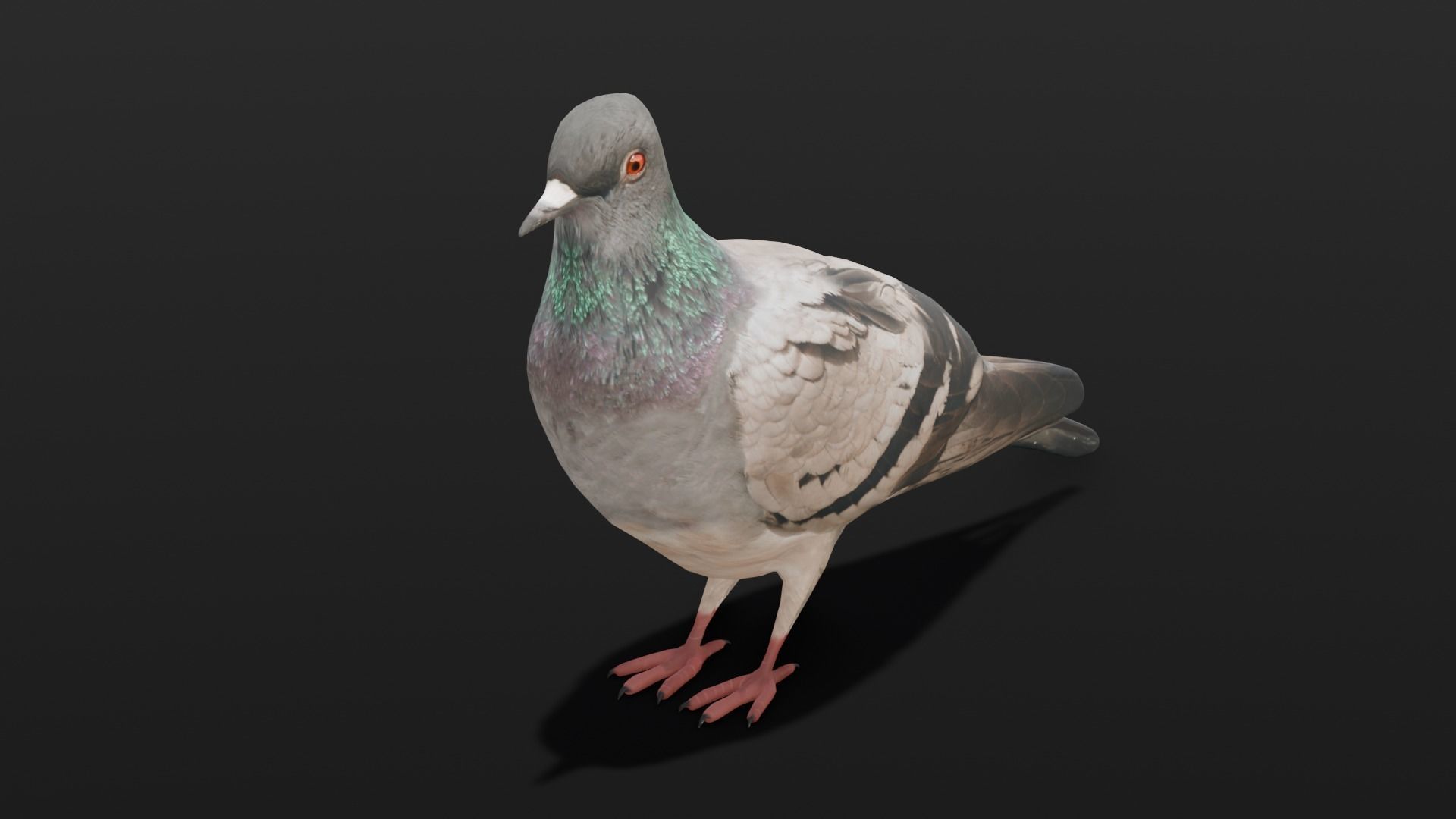 Pigeon Animated and Rigged Low-poly 3D model_10
