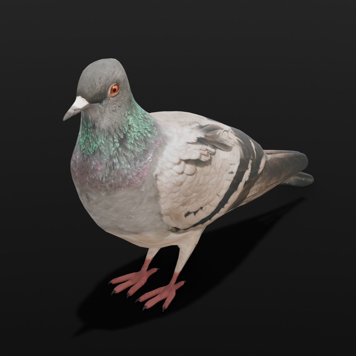 Pigeon Animated and Rigged Low-poly 3D model_8