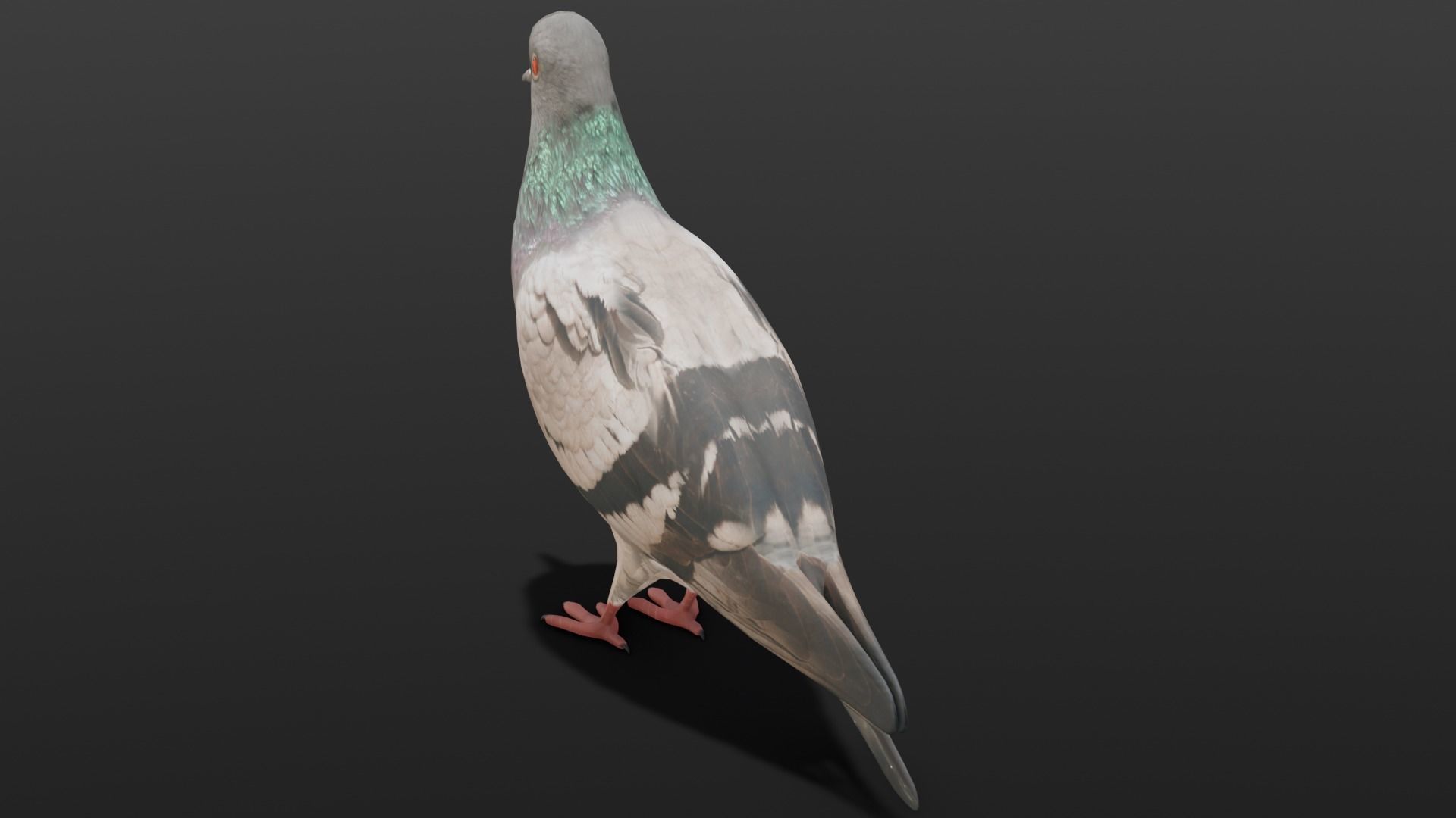 Pigeon Animated and Rigged Low-poly 3D model_6