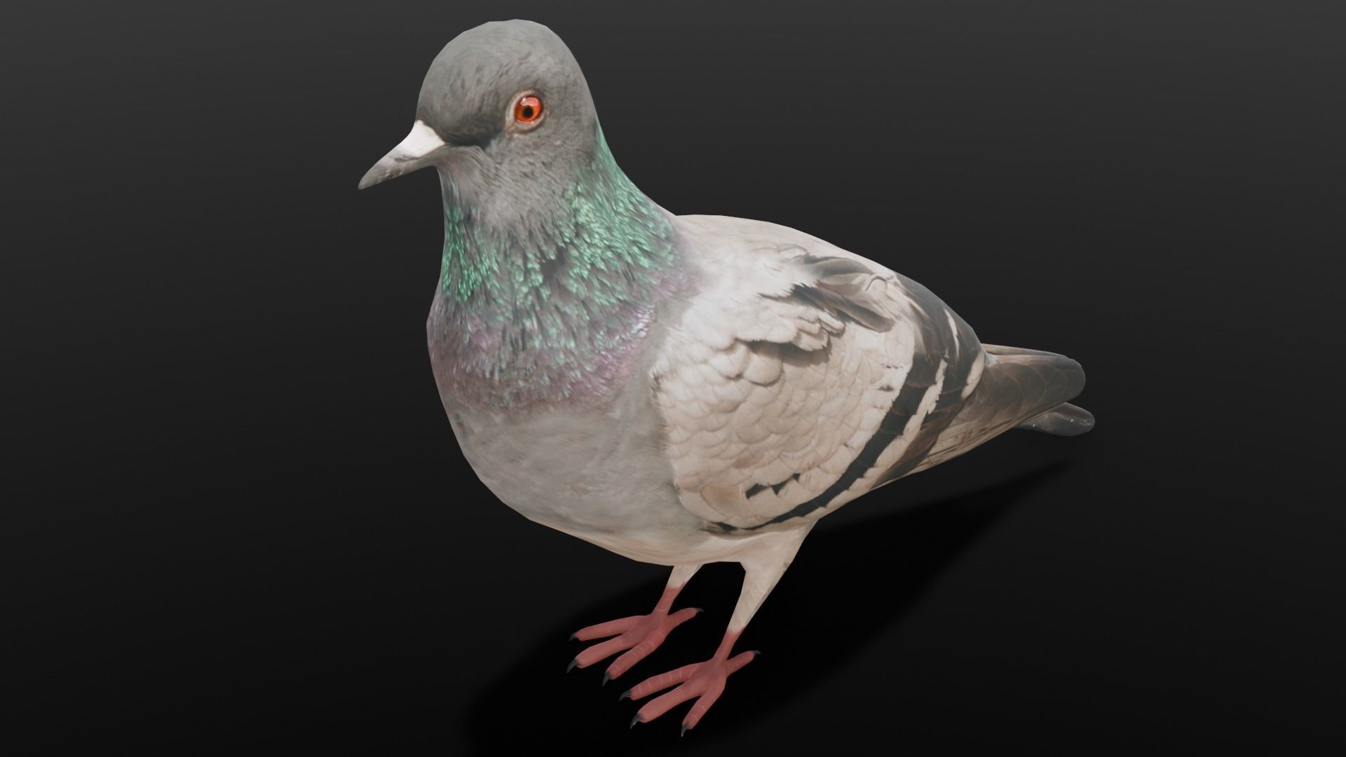 Pigeon Animated and Rigged Low-poly 3D model_1