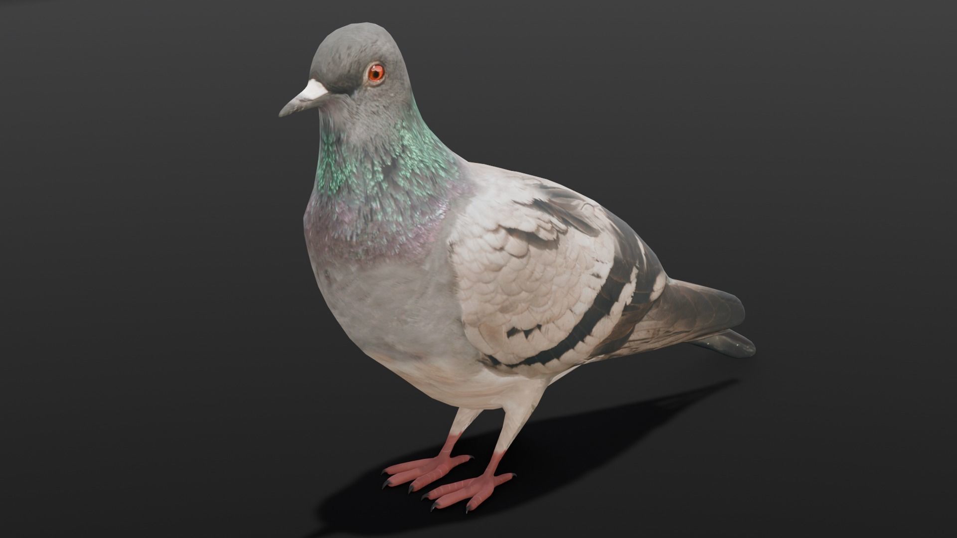 Pigeon Animated and Rigged Low-poly 3D model_23