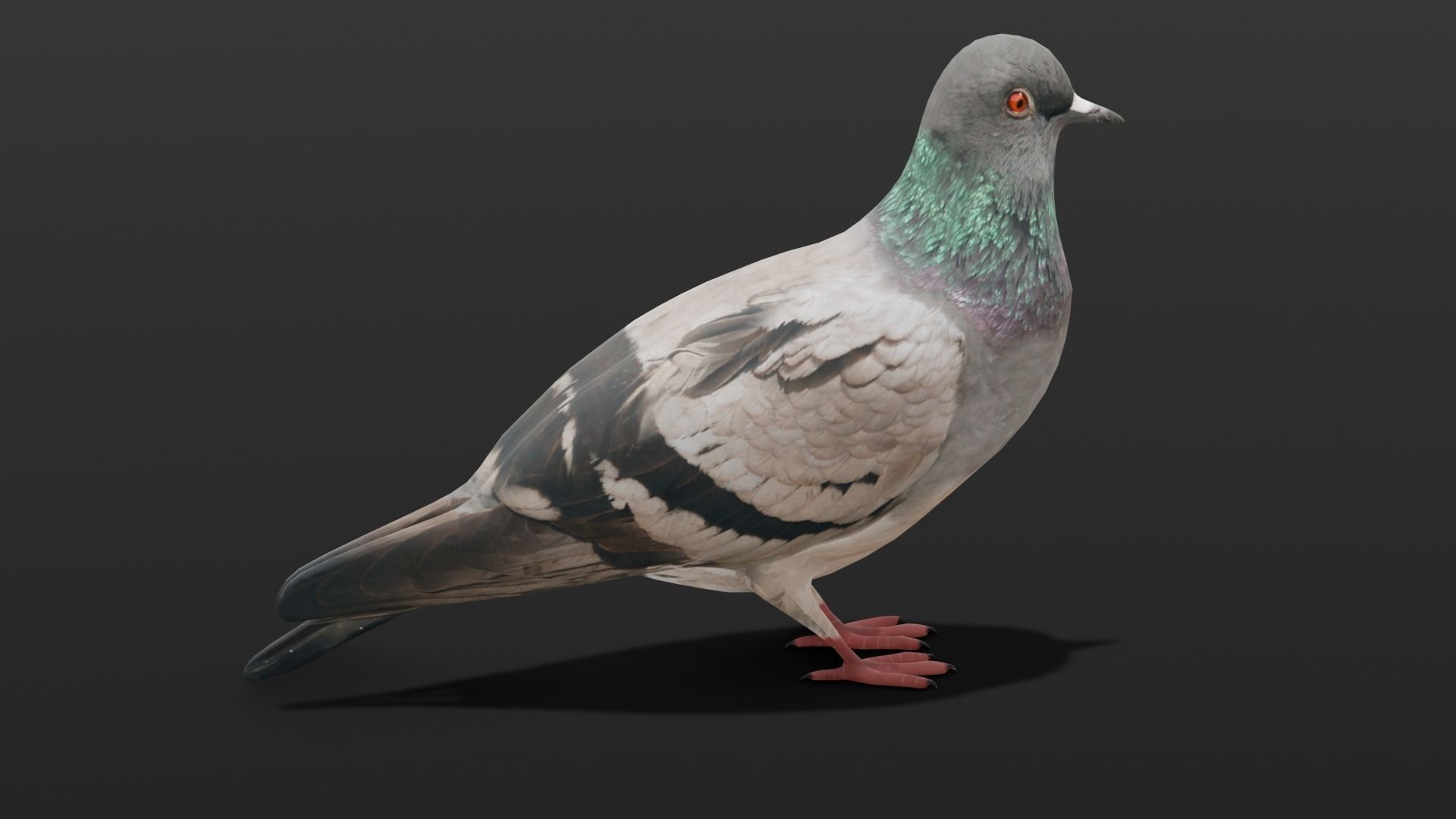 Pigeon Animated and Rigged Low-poly 3D model_21
