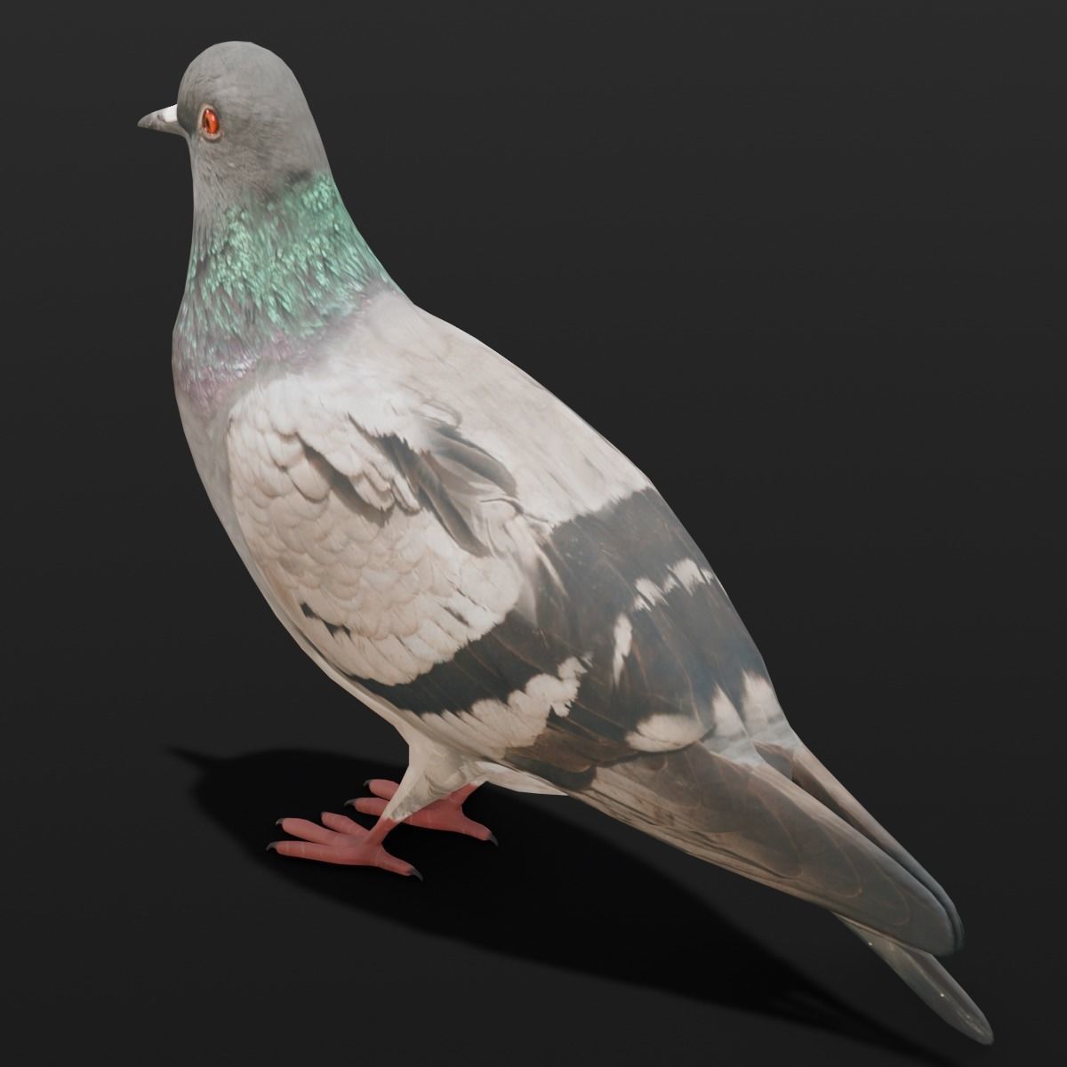 Pigeon Animated and Rigged Low-poly 3D model_12