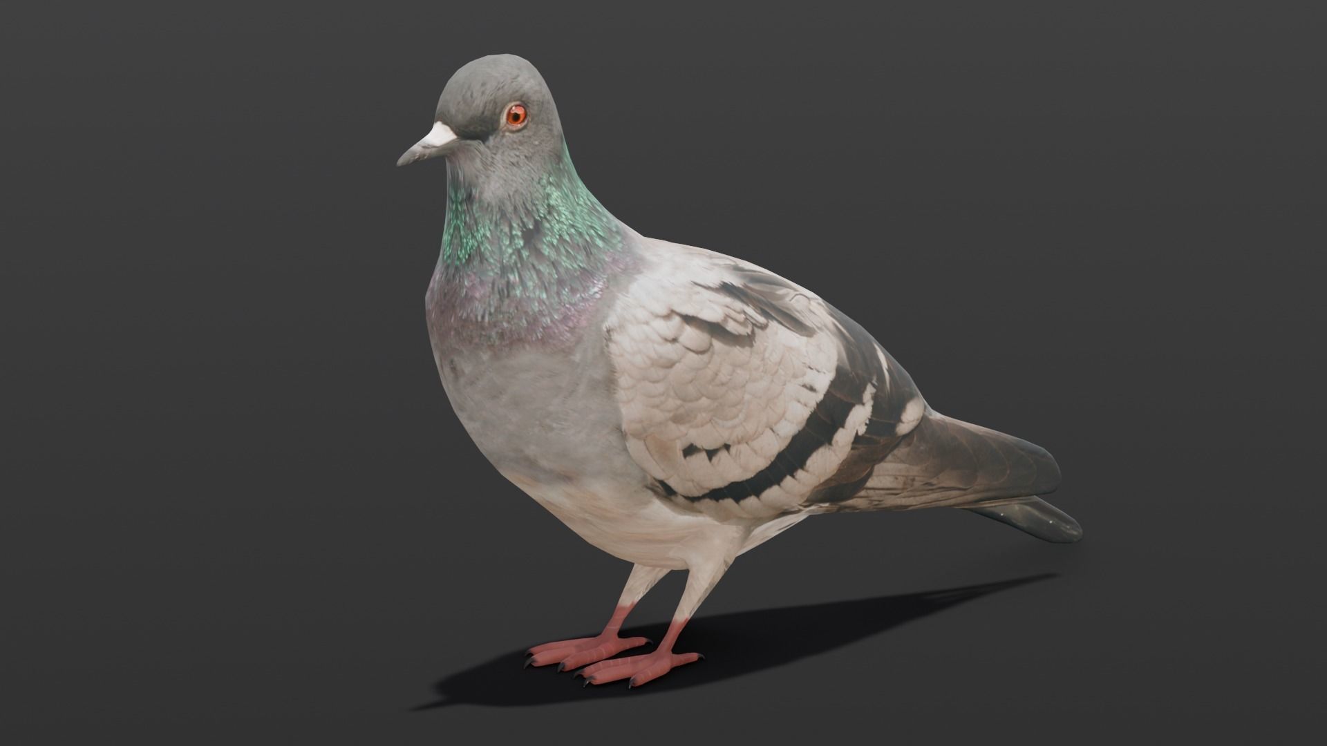 Pigeon Animated and Rigged Low-poly 3D model_15