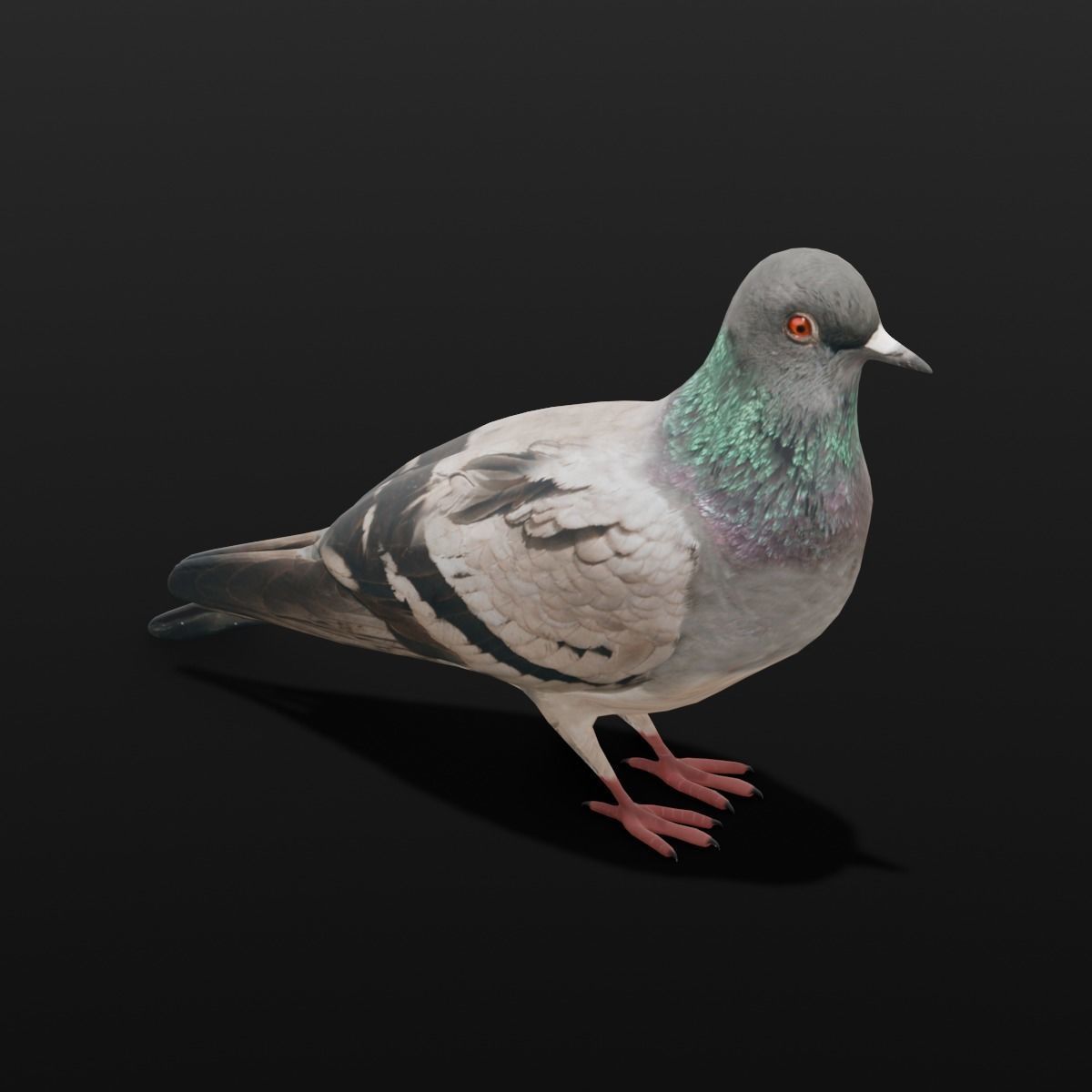 Pigeon Animated and Rigged Low-poly 3D model_7