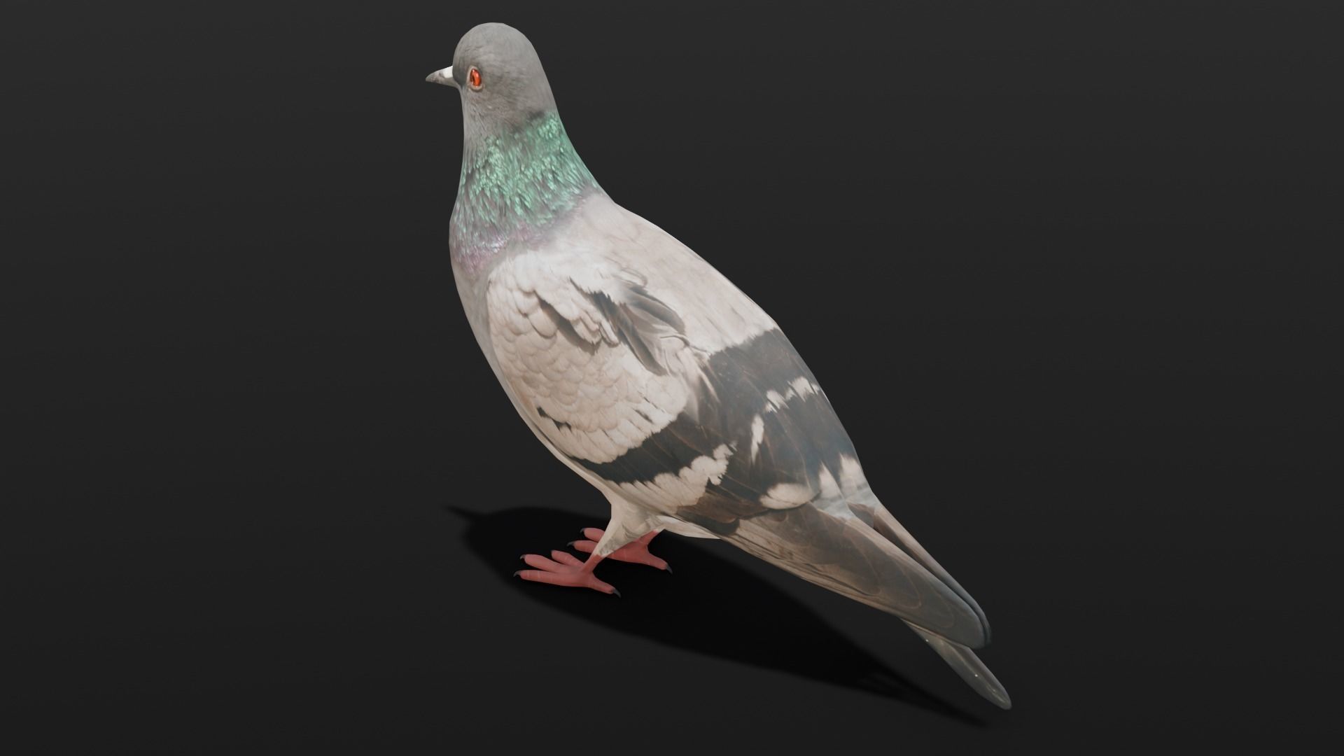 Pigeon Animated and Rigged Low-poly 3D model_14