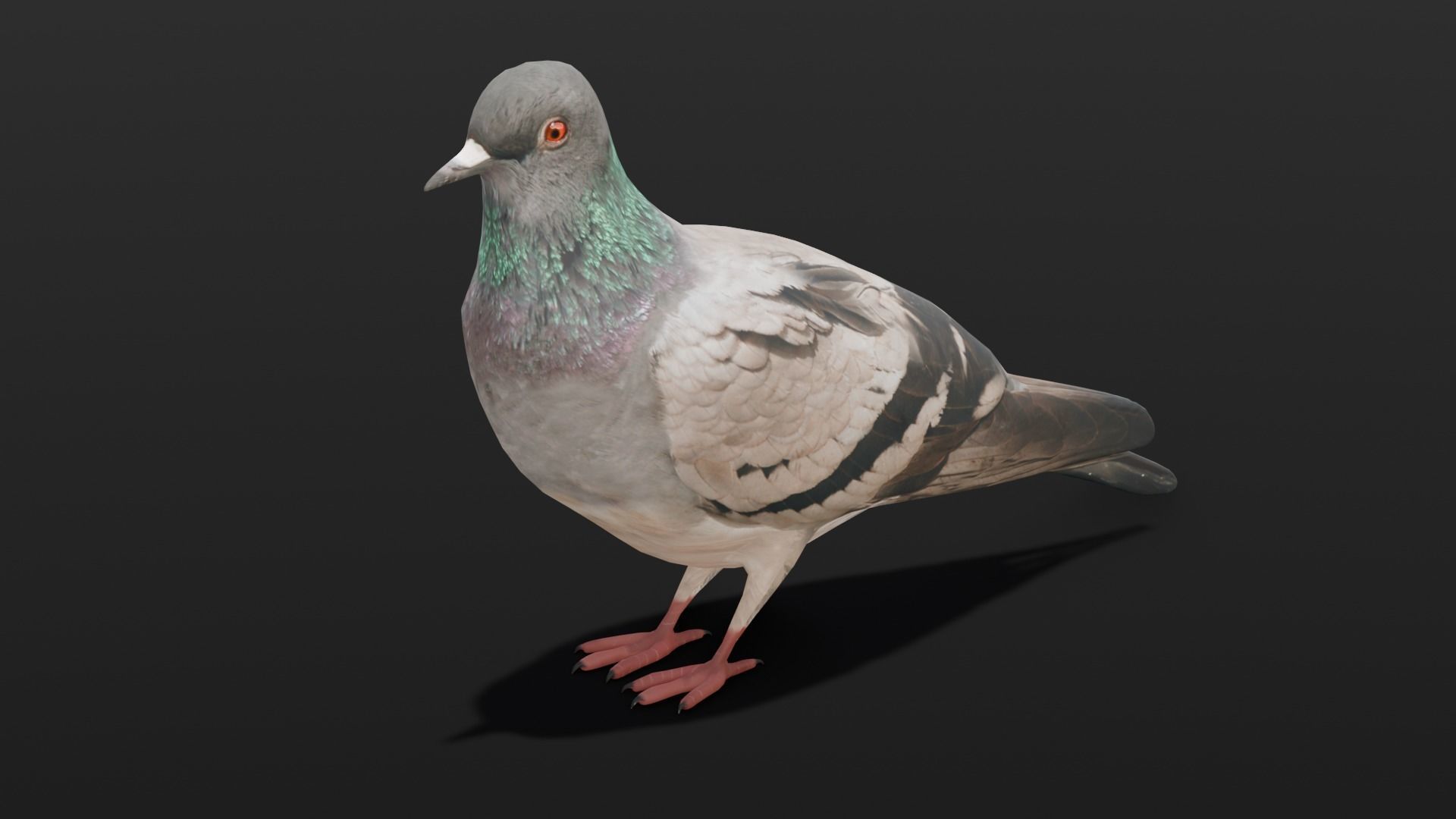 Pigeon Animated and Rigged Low-poly 3D model_22