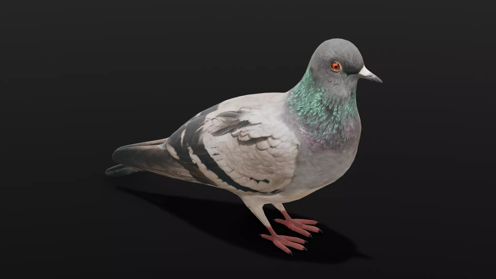 Pigeon Animated and Rigged Low-poly 3D model_0