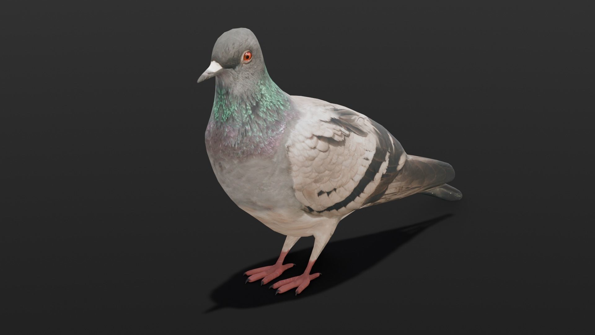 Pigeon Animated and Rigged Low-poly 3D model_20