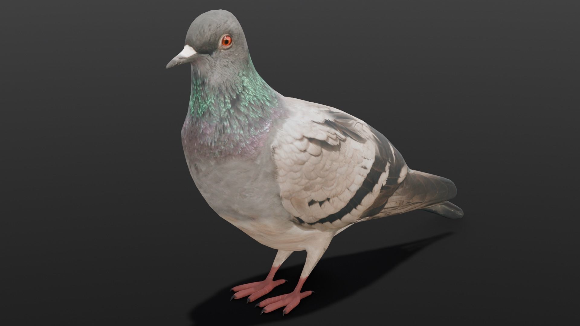 Pigeon Animated and Rigged Low-poly 3D model_4