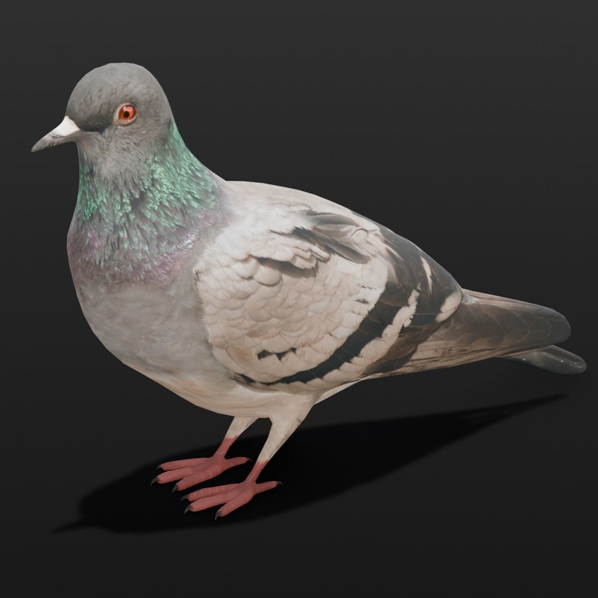 Pigeon Animated and Rigged Low-poly 3D model_9