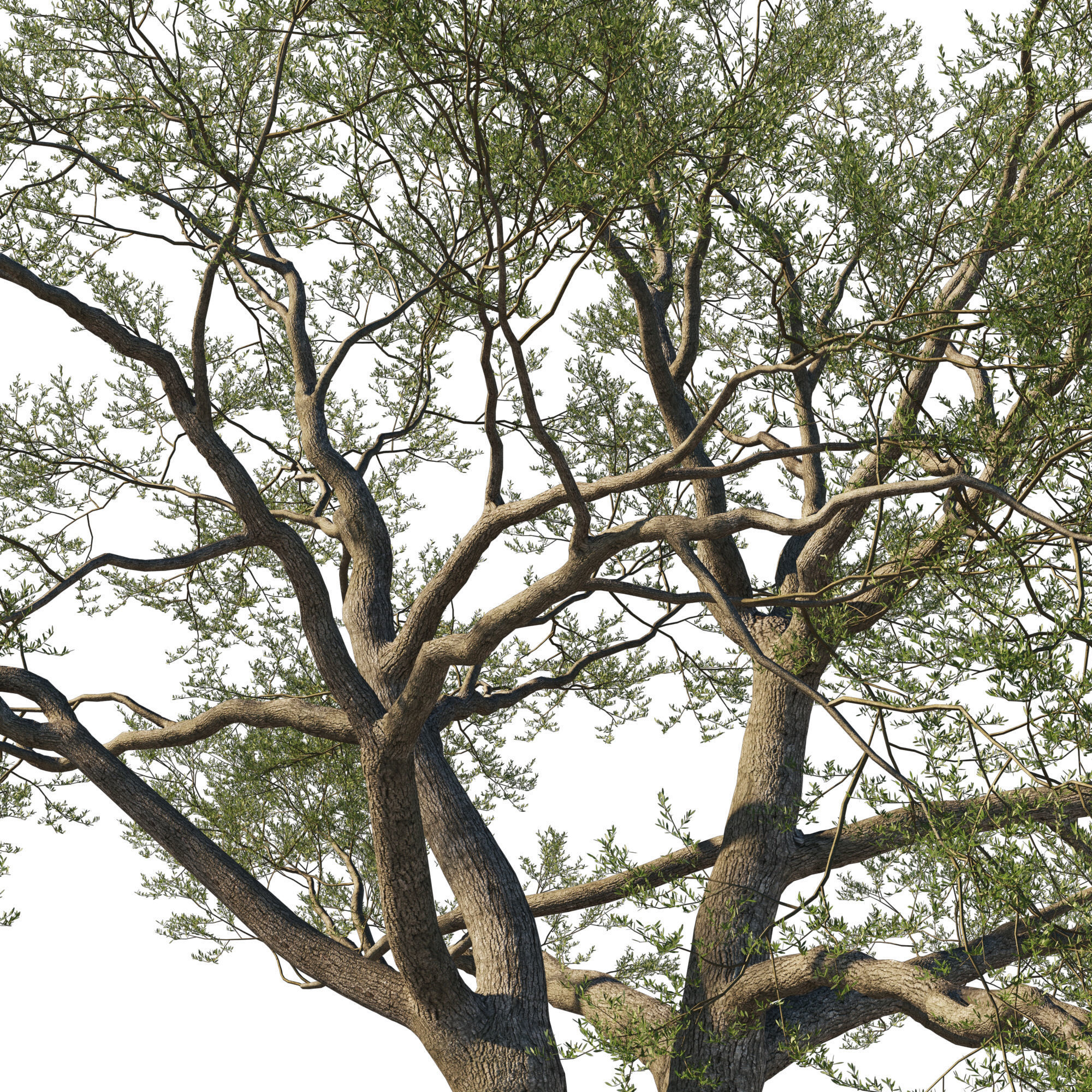 Quercus Agrifolia coast Live Oak01 3D model_2