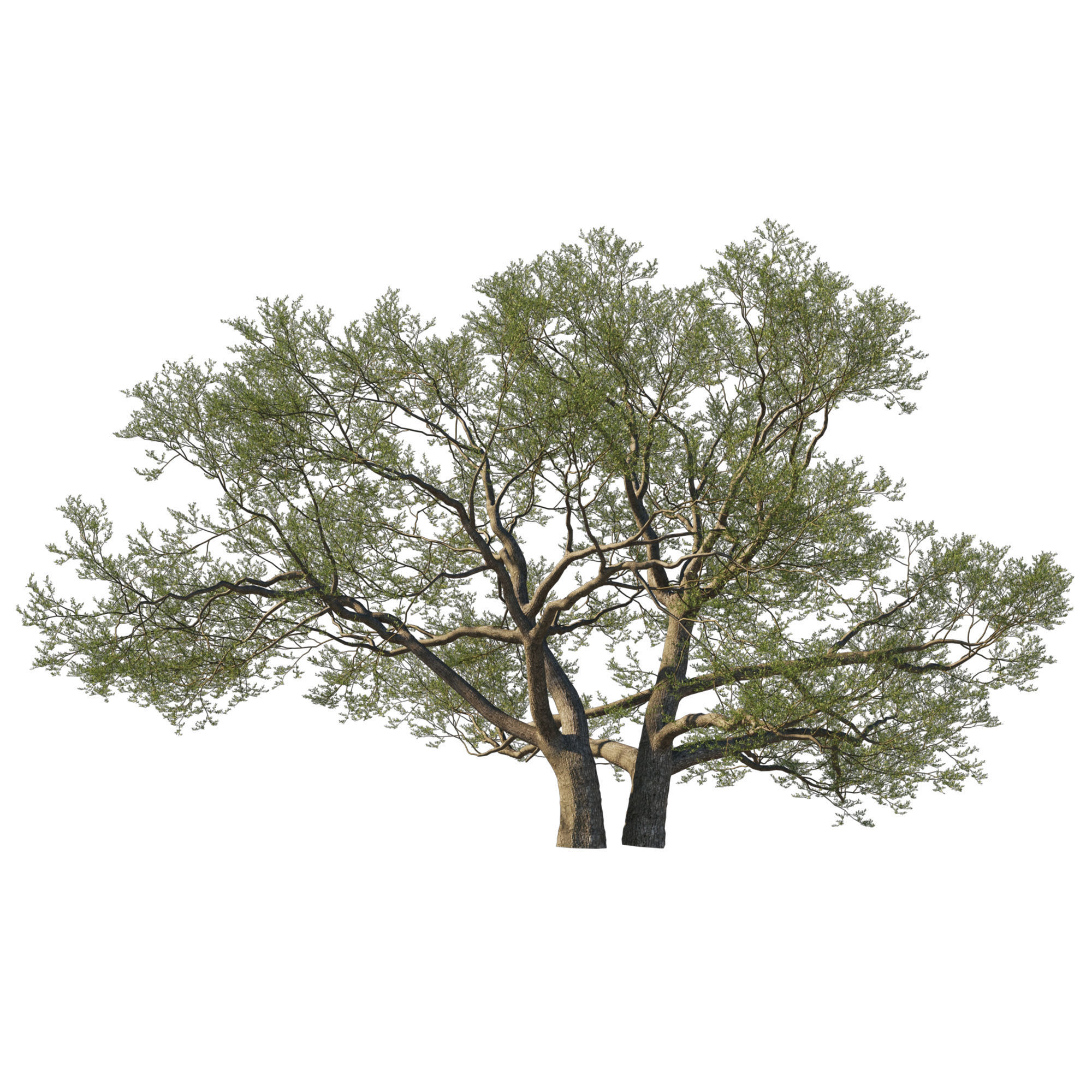 Quercus Agrifolia coast Live Oak01 3D model_4