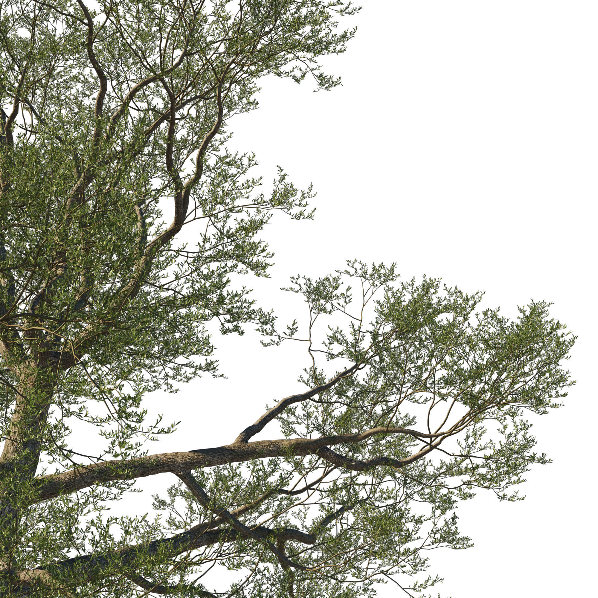 Quercus Agrifolia coast Live Oak01 3D model_3