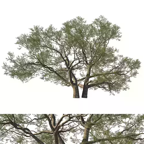 Quercus Agrifolia coast Live Oak01