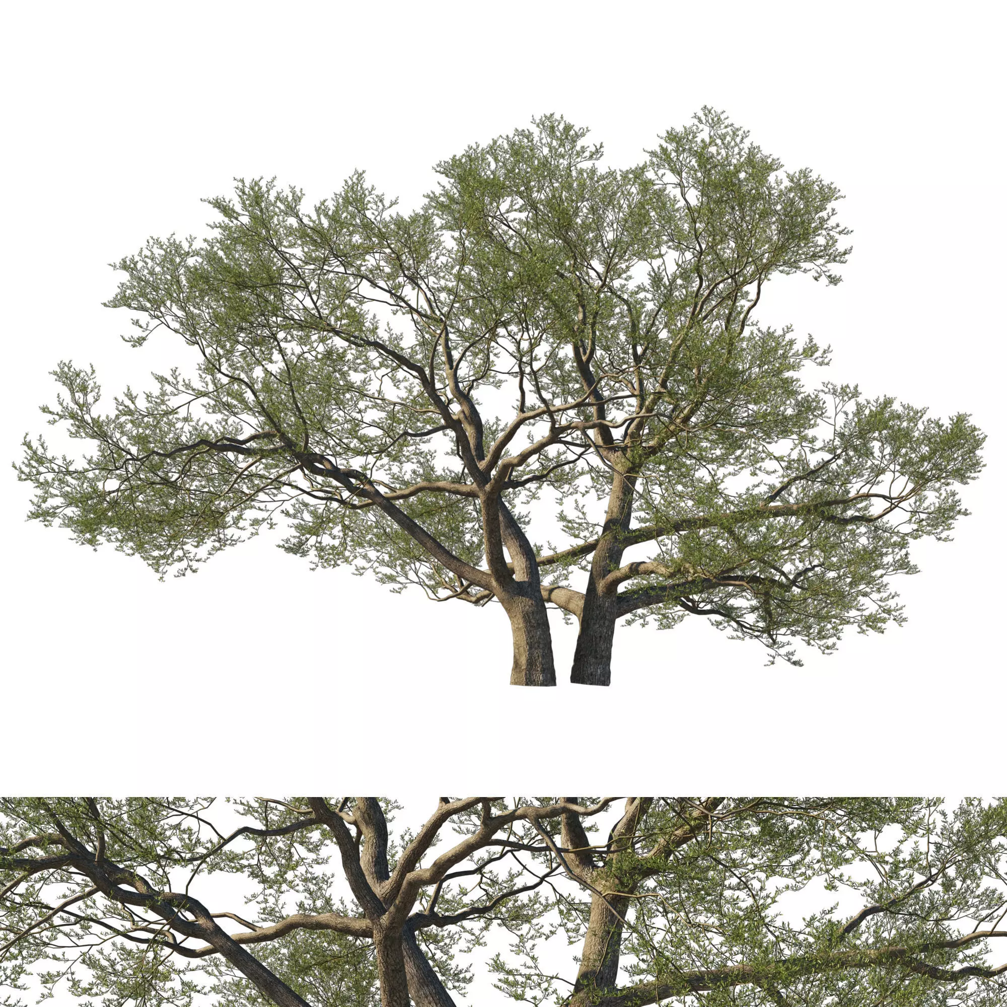 Quercus Agrifolia coast Live Oak01 3D model_0
