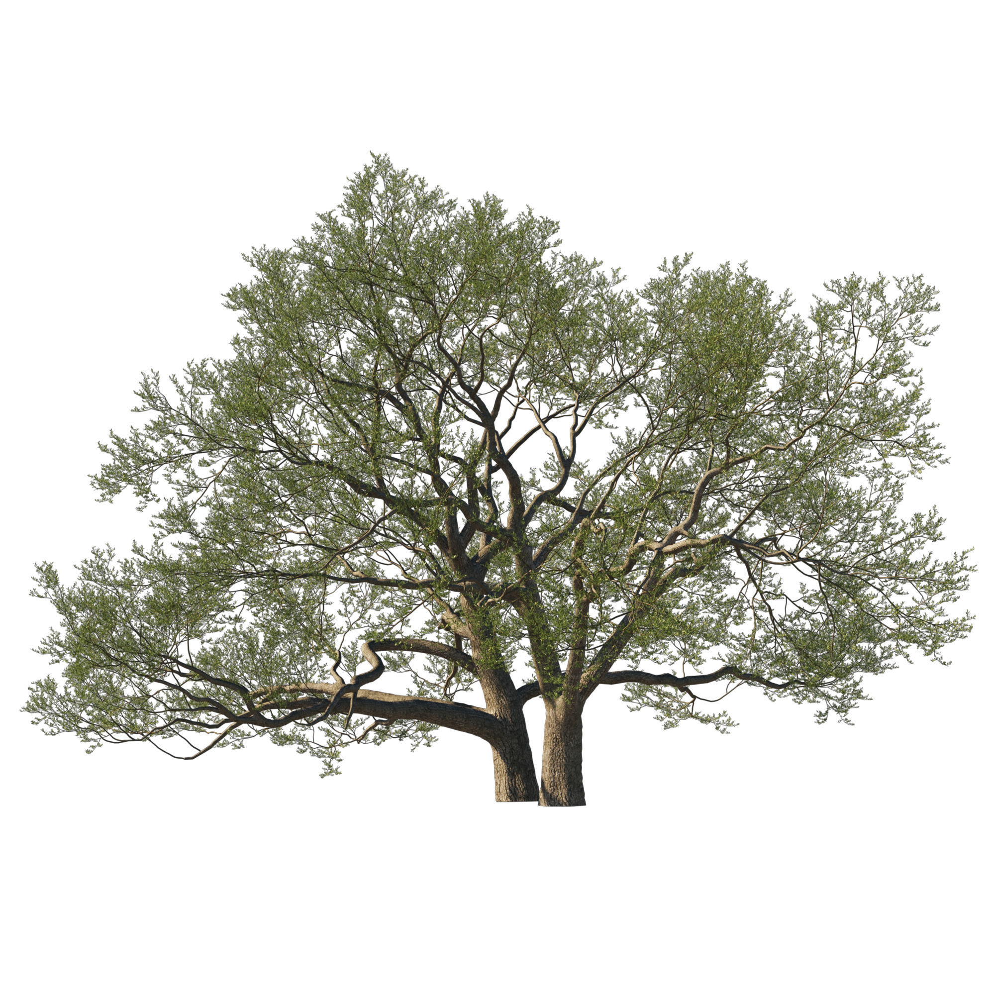 Quercus Agrifolia coast Live Oak01 3D model_1