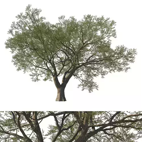 Quercus Agrifolia Coast Live Oak02