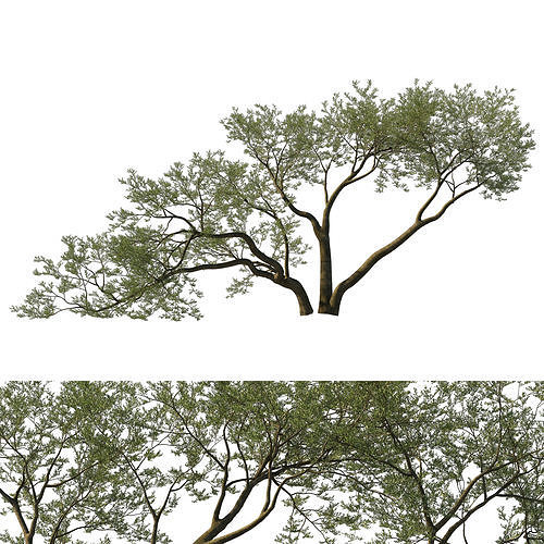 Quercus Agrifolia Coast Live Oak03 3D model