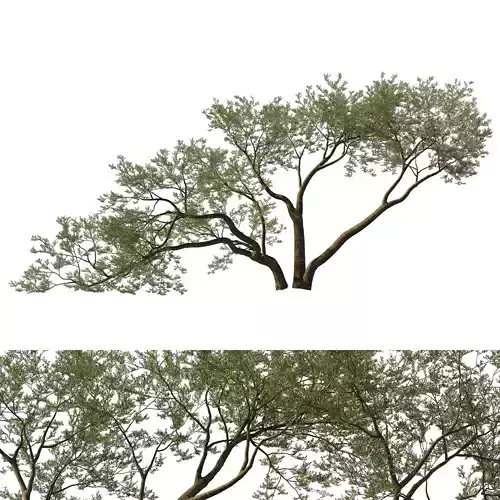 Quercus Agrifolia Coast Live Oak03