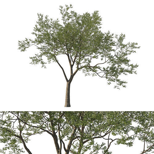 Quercus Agrifolia coast Live Oak 04 3D model