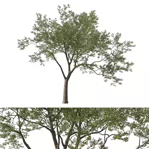 Quercus Agrifolia coast Live Oak 04