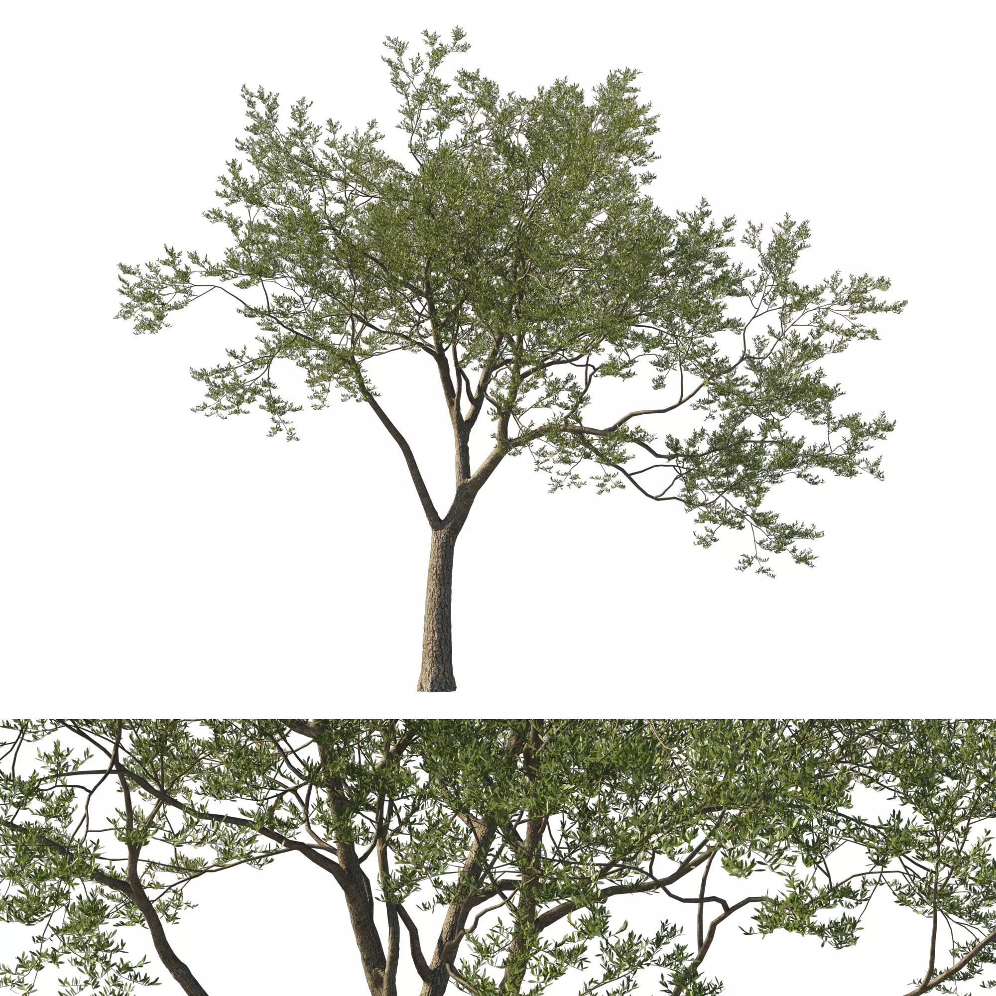Quercus Agrifolia coast Live Oak 04 3D model