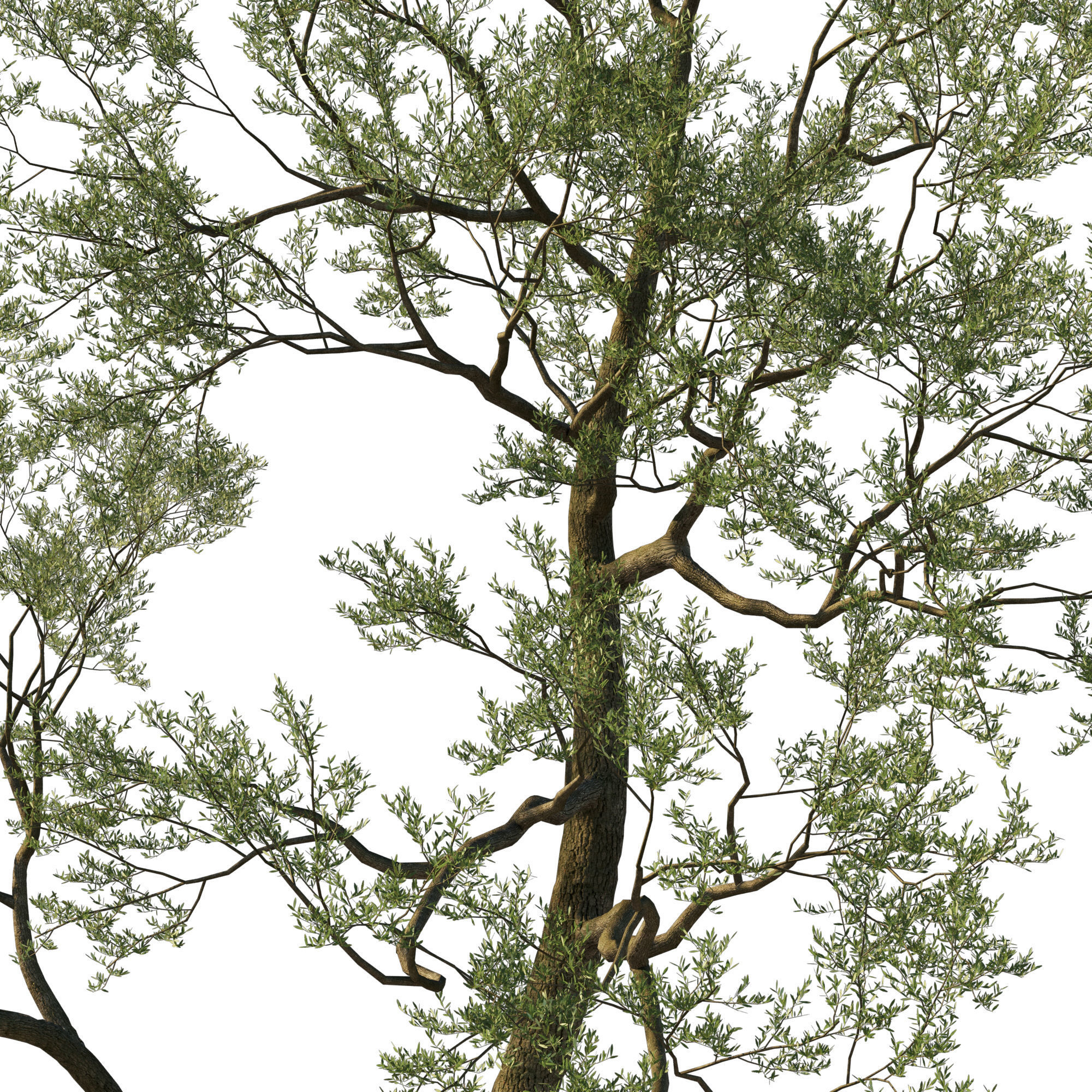 Quercus Agrifolia coast Live Oak 05 3D model_1