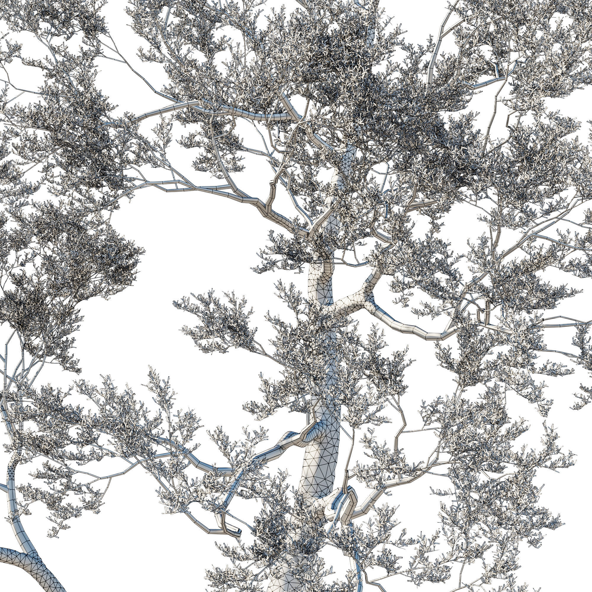 Quercus Agrifolia coast Live Oak 05 3D model_2