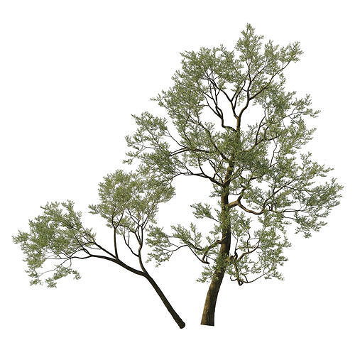 Quercus Agrifolia coast Live Oak 05 3D model