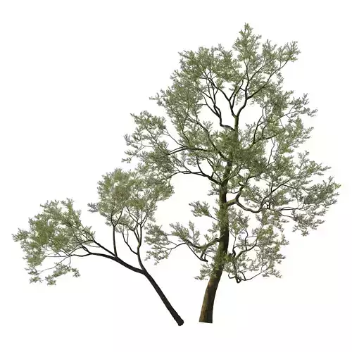 Quercus Agrifolia coast Live Oak 05