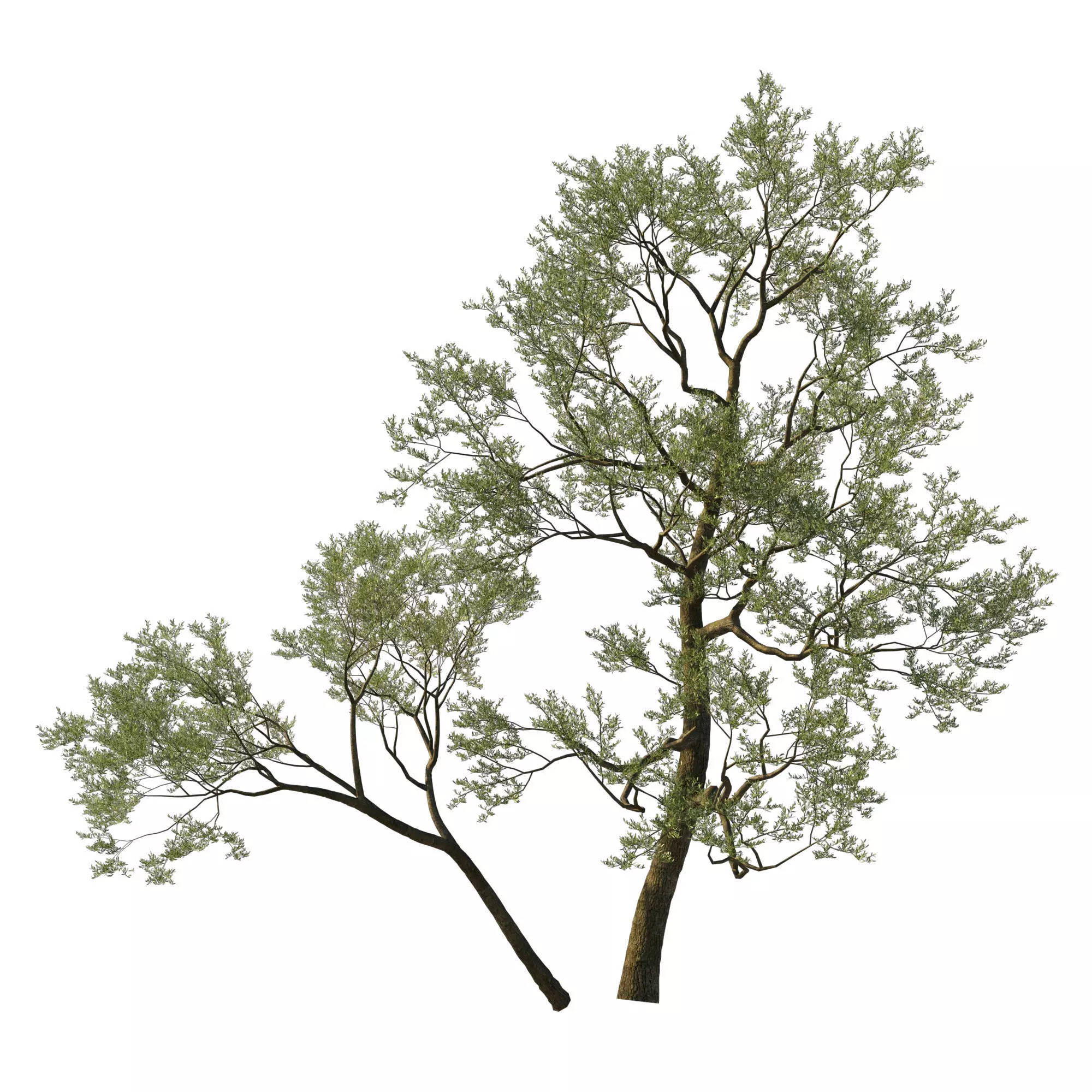 Quercus Agrifolia coast Live Oak 05 3D model_0