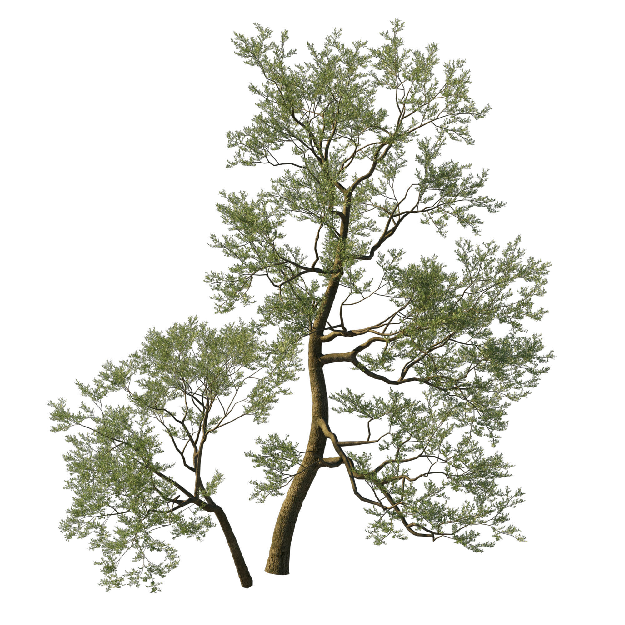 Quercus Agrifolia coast Live Oak 05 3D model_3