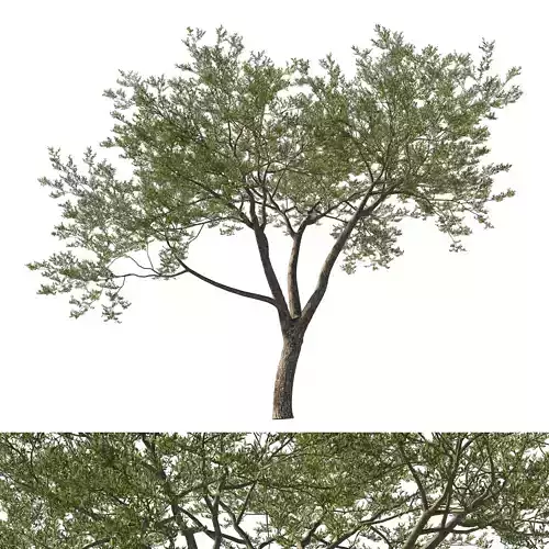 Quercus Agrifolia coast Live Oak 06