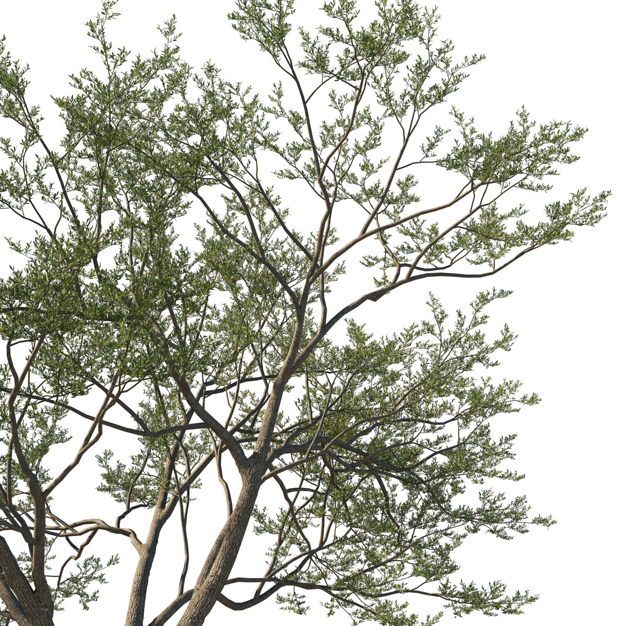 Quercus Agrifolia coast Live Oak 07 3D model_1