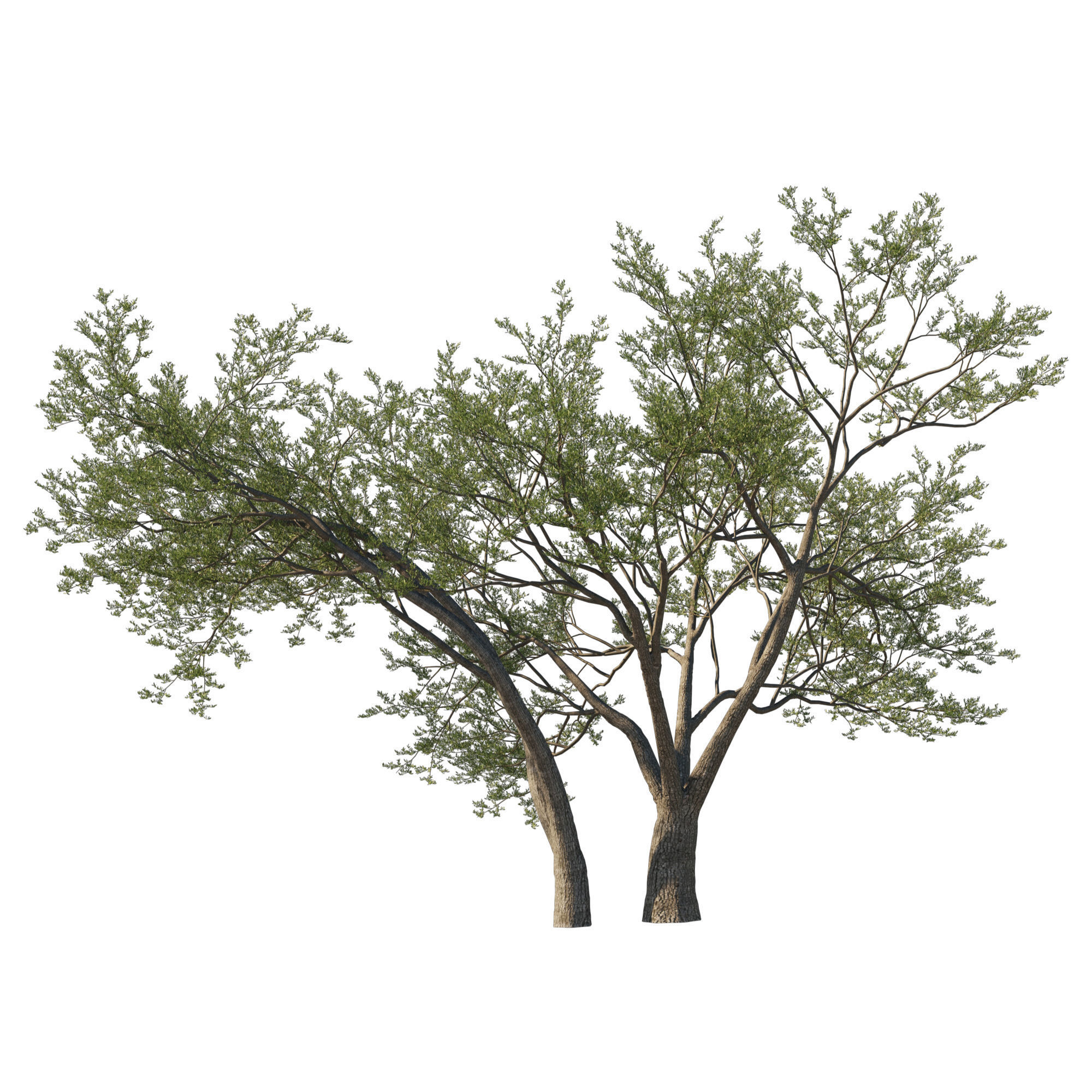 Quercus Agrifolia coast Live Oak 07 3D model_3
