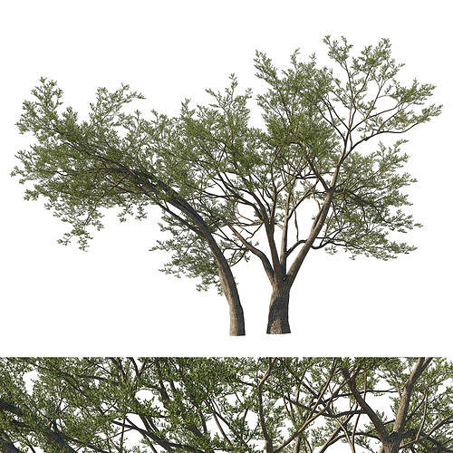 Quercus Agrifolia coast Live Oak 07 3D model