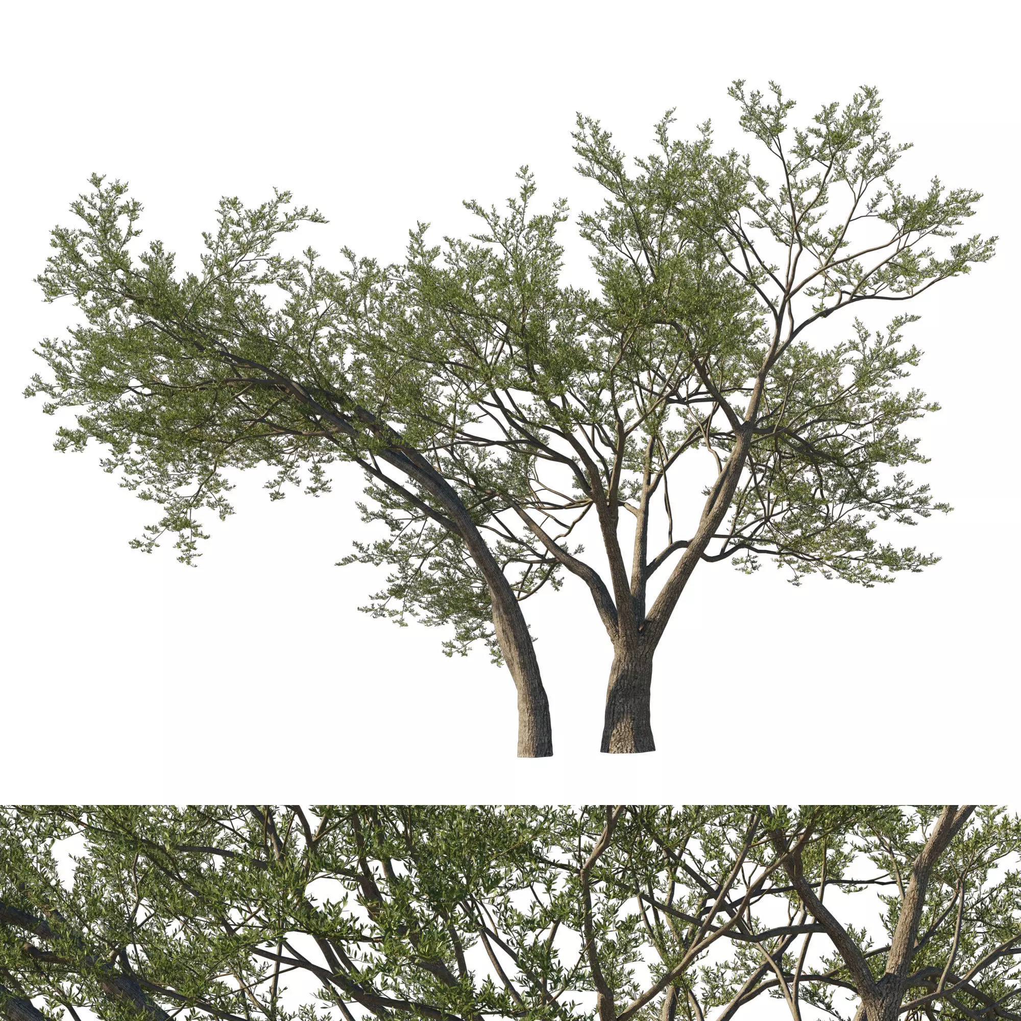Quercus Agrifolia coast Live Oak 07 3D model_0