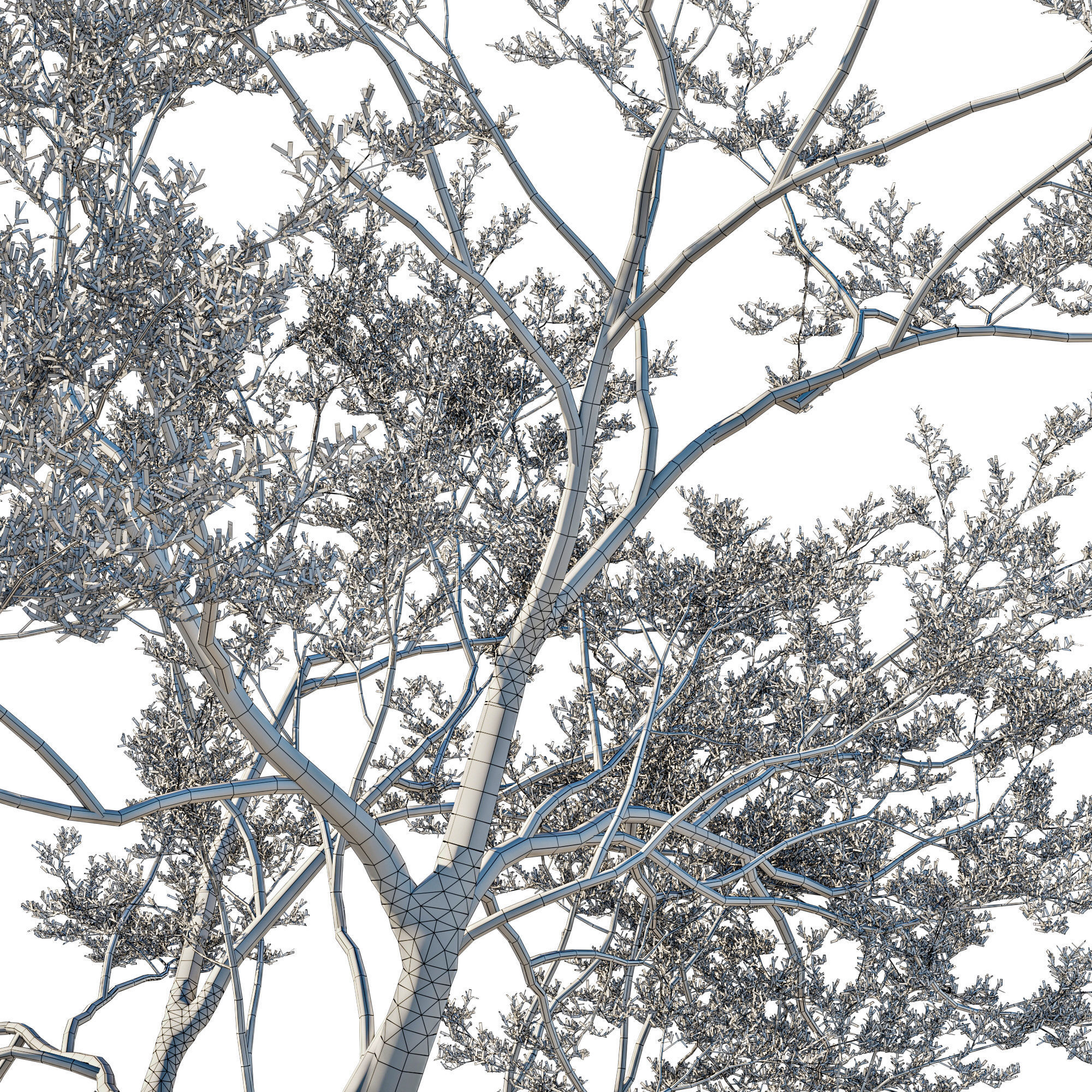 Quercus Agrifolia coast Live Oak 07 3D model_2