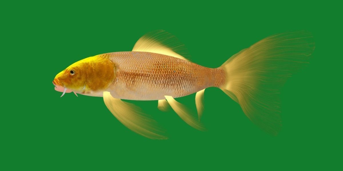 Butterfly Koi Fish Low-poly 3D model_21