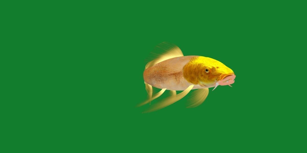 Butterfly Koi Fish Low-poly 3D model_30