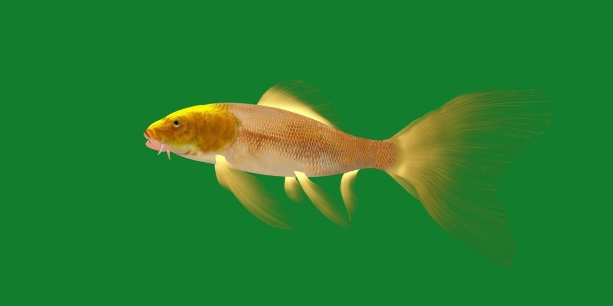 Butterfly Koi Fish Low-poly 3D model_29