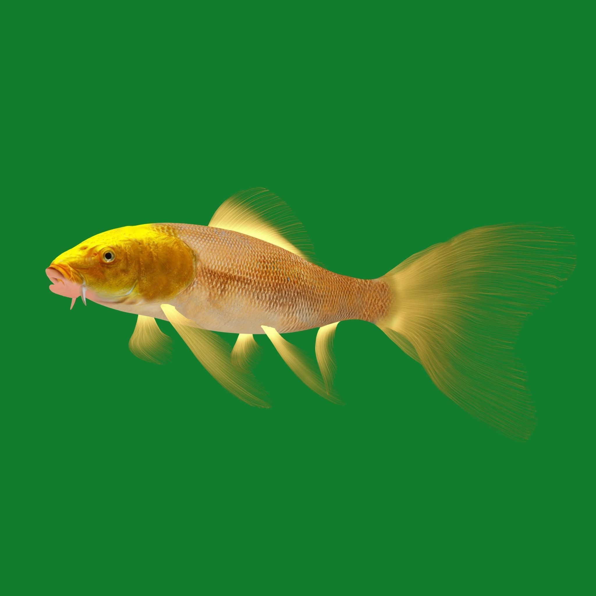 Butterfly Koi Fish Low-poly 3D model_22