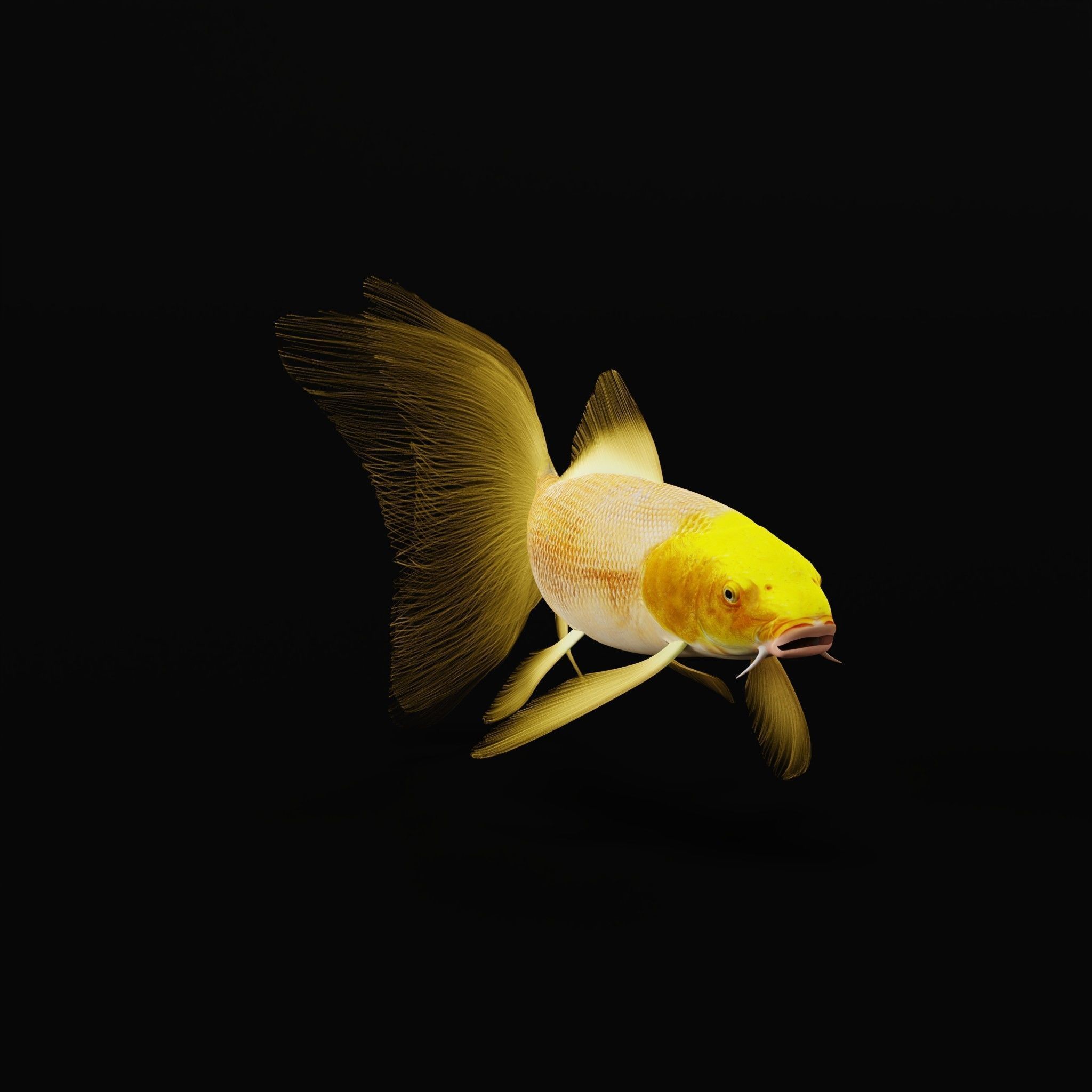 Butterfly Koi Fish Low-poly 3D model_3