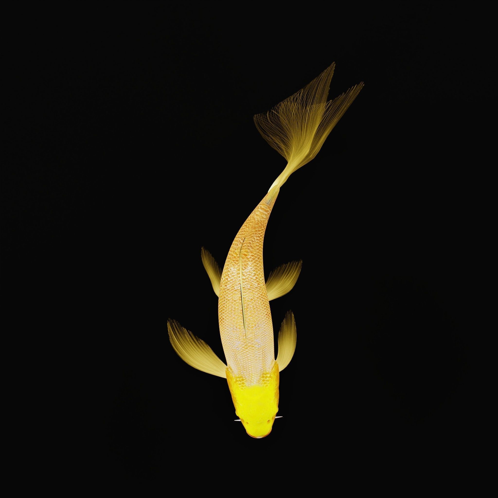 Butterfly Koi Fish Low-poly 3D model_4